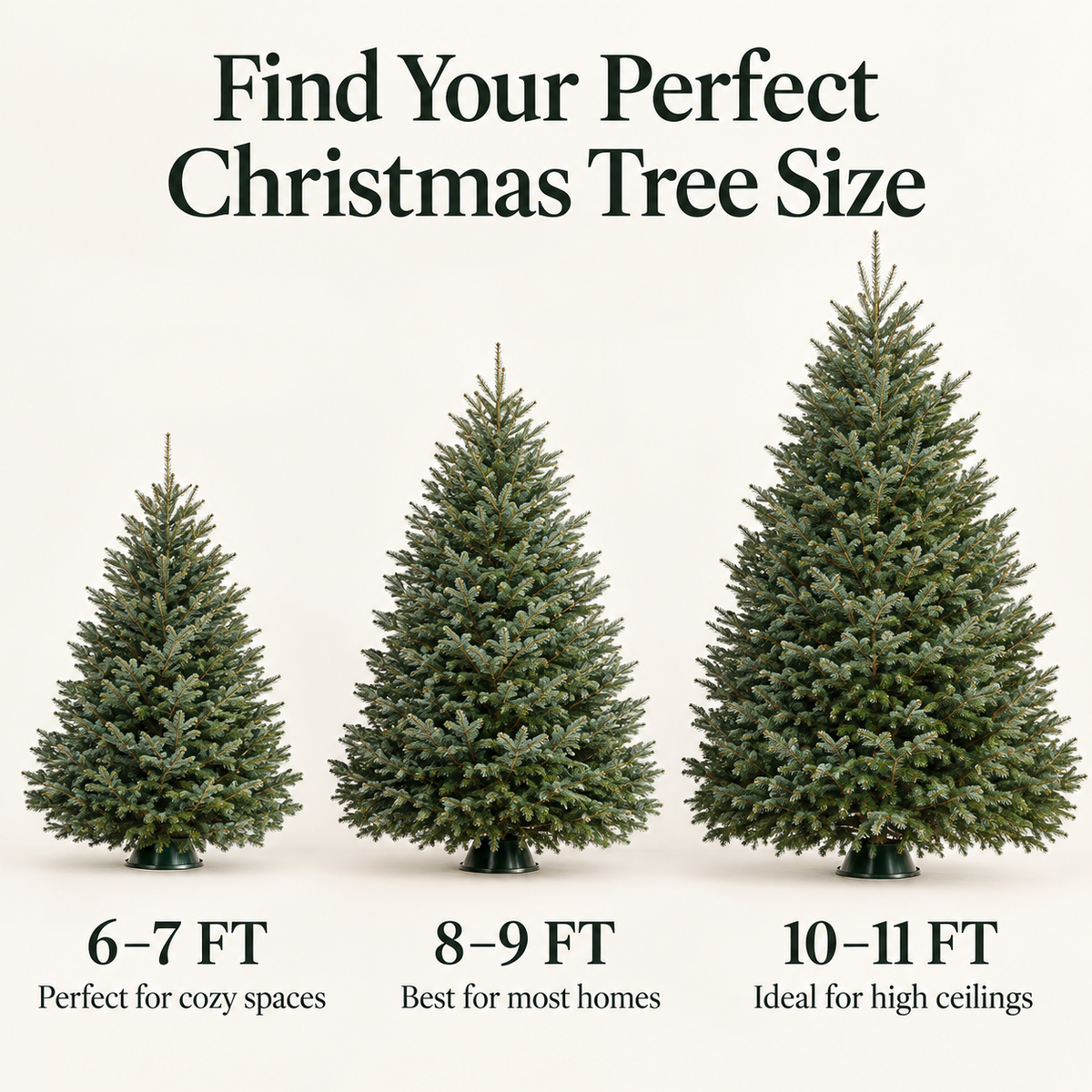 Premium Noble Fir Christmas Tree